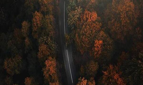 عکس هوایی جنگل