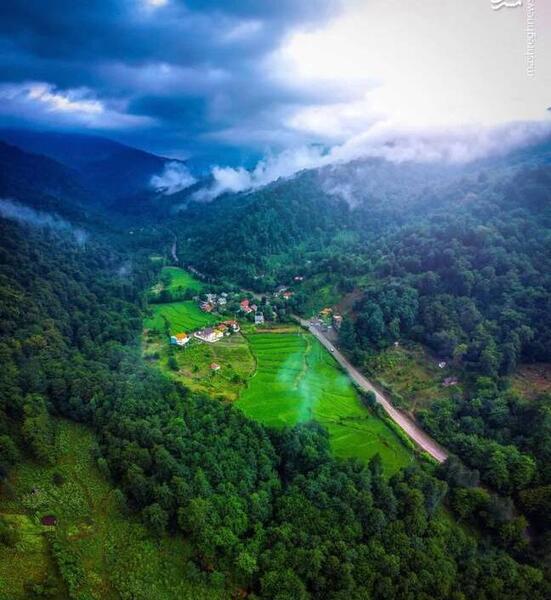 عکس هوایی جنگل