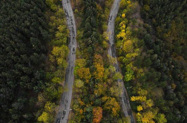 عکس هوایی جنگل