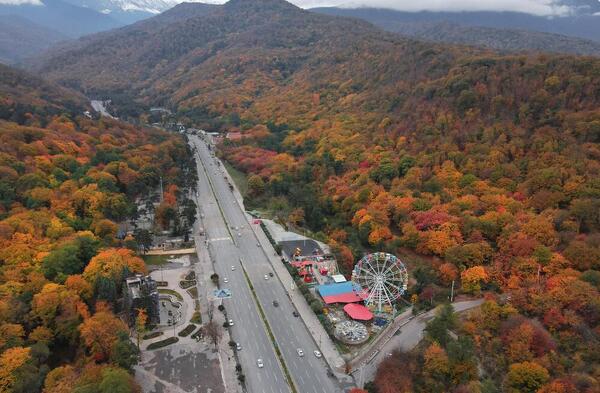 عکس هوایی جنگل