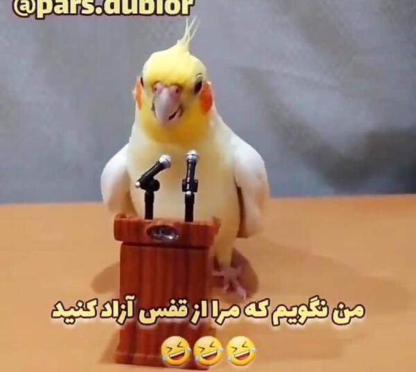 عکس عروس هلندی کیوت