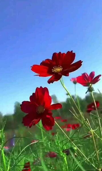 عکس منظره چمنزار
