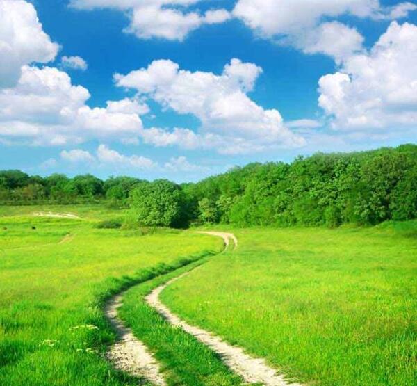 عکس منظره چمنزار