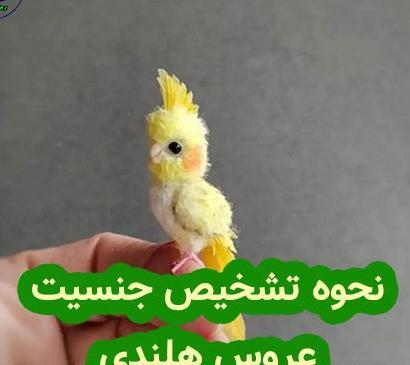 عکس حلقه عروس هلندی