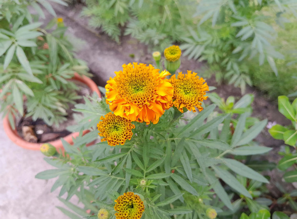 عکس گوشی a04s