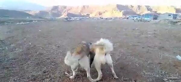 عکس سگ سرابی دعوا
