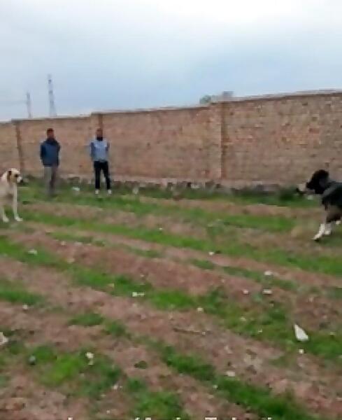 عکس سگ سرابی دعوا