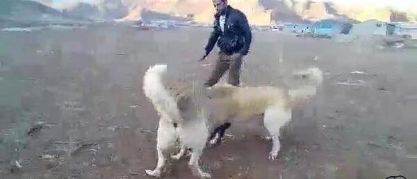 عکس سگ سرابی دعوا