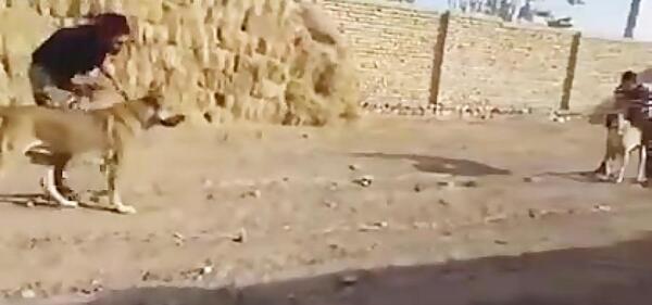عکس سگ سرابی دعوا