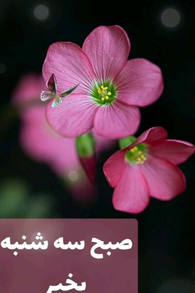 عکس نوشته صبح بخیر روز سه شنبه