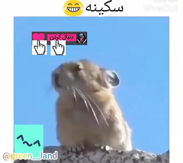 عکس موش مسخره