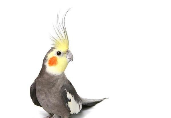 عکس عروس طوطی هلندی