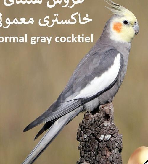 عکس عروس طوطی هلندی