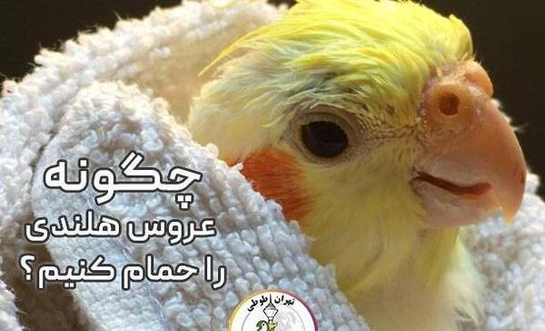 عکس عروس طوطی هلندی