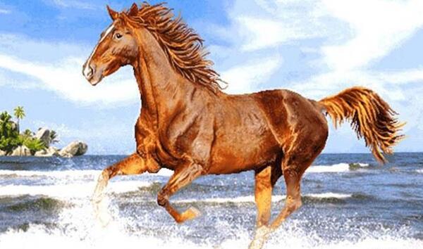 عکس اسب گله ای