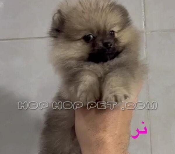 عکس سگ فنجونی مشکی