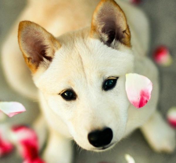 عکس سگ بامزه برای پس زمینه