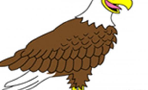 عکس عقاب کوچک