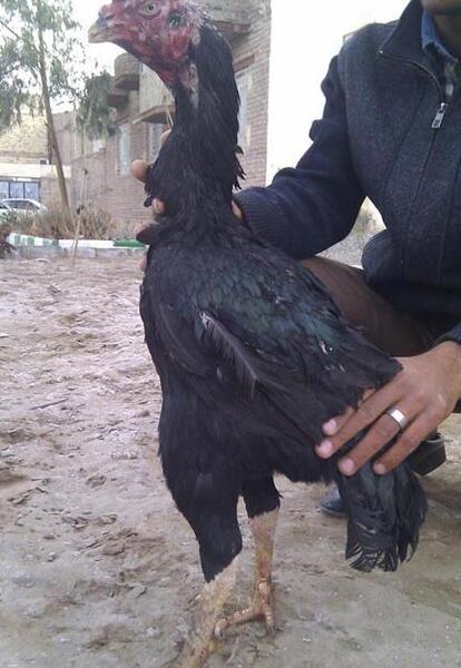 عکس سیاه یکدست