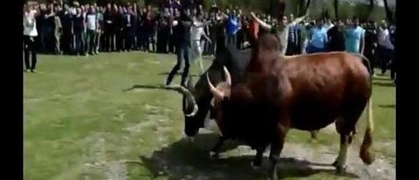 عکس گاو تشک