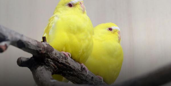 عکس مرغ عشق طلایی