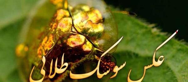 عکس تصویر سوسک طلایی