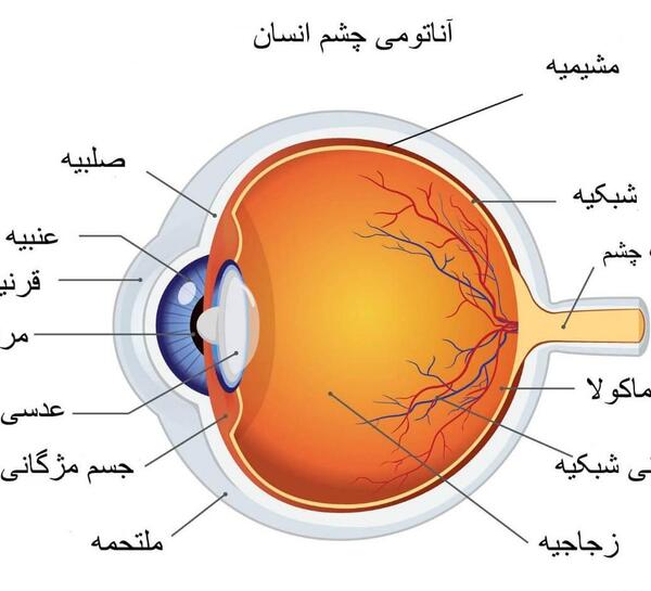 عکس ساختمان چشم علوم پنجم