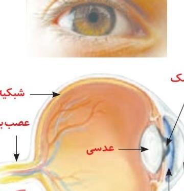 عکس ساختمان چشم علوم پنجم