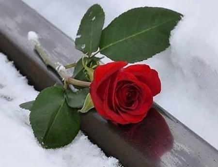 عکس زیبای طبیعت برفی و زمستانی