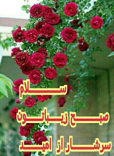 کلیپ عکس حلقه نامزدی