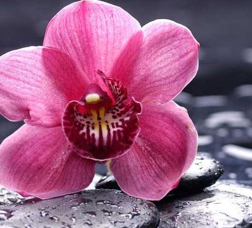 عکس حیوانات برج میلاد