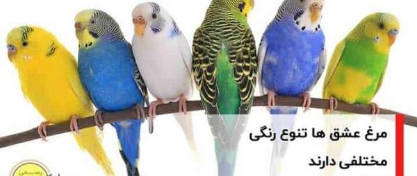 عکس مرغ عشق فانتزی