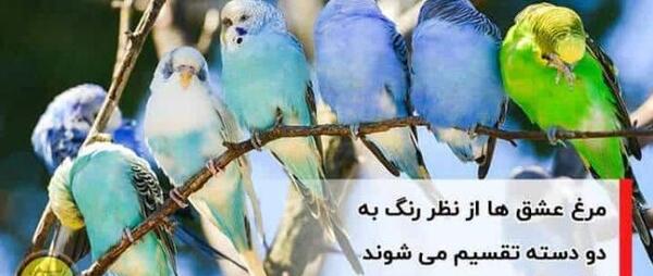 عکس مرغ عشق فانتزی