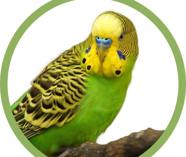 عکس مرغ عشق فانتزی