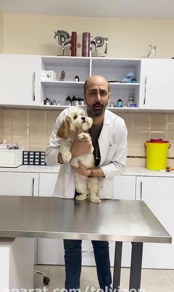 عکس سگ سیاه ژرمن