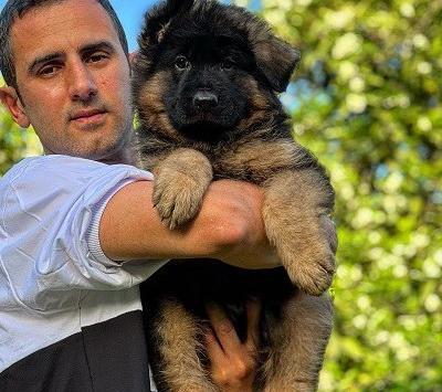عکس سگ سیاه ژرمن