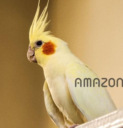 عکس عروس هلندی لوتینو زعفرانی نر