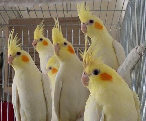 عکس عروس هلندی لوتینو زعفرانی نر