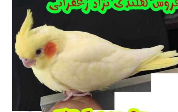 عکس عروس هلندی لوتینو زعفرانی نر