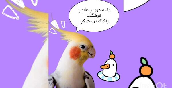 عکس عروس هلندی لوتینو زعفرانی نر