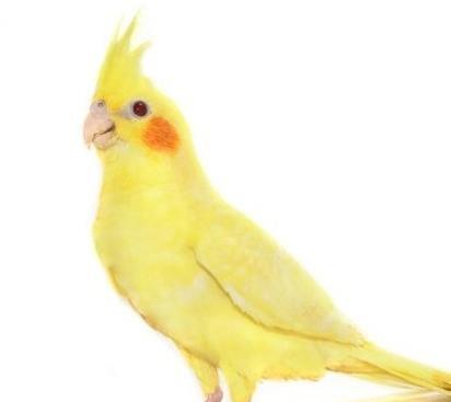 عکس عروس هلندی لوتینو زعفرانی نر
