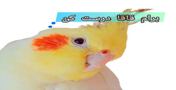 عکس عروس هلندی لوتینو زعفرانی نر