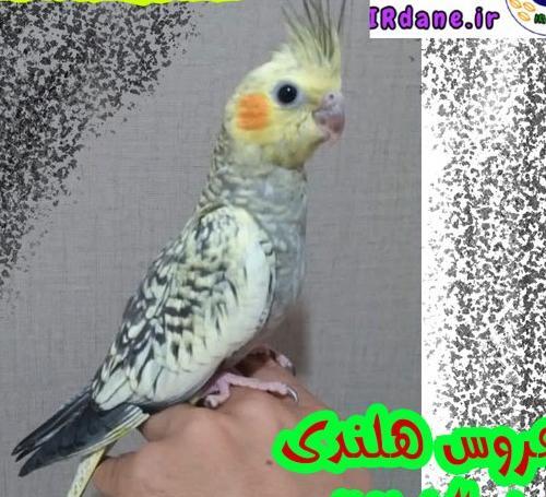 عکس عروس هلندی لوتینو زعفرانی نر