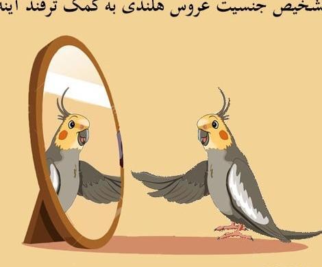 عکس عروس هلندی لوتینو زعفرانی نر
