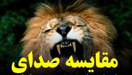 عکس غرش شیر برای پروفایل