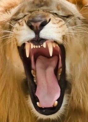عکس غرش شیر برای پروفایل