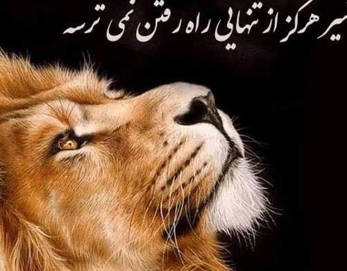 عکس غرش شیر برای پروفایل