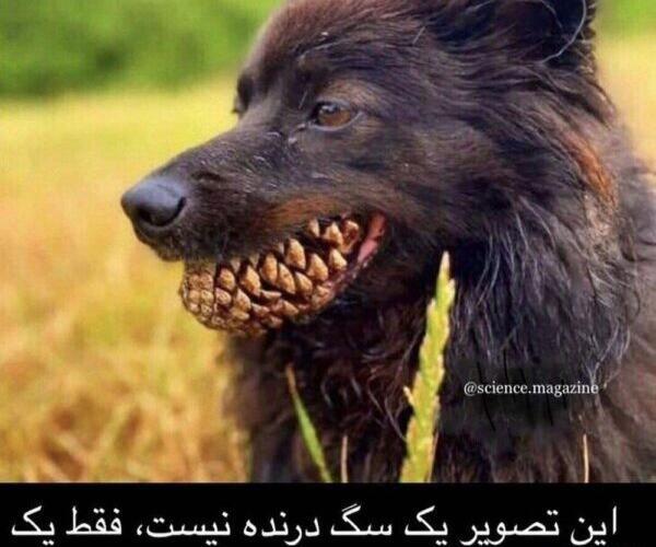 عکس گرگ خنده دار