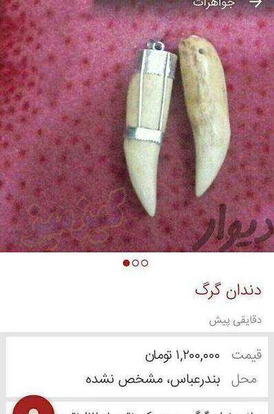 عکس گرگ خنده دار