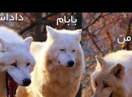 عکس گرگ خنده دار